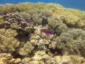 CoralHeadPurplrFish