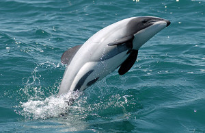 HectorsDolphin