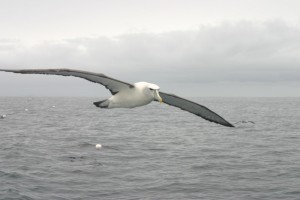 FlyingWhite-capped