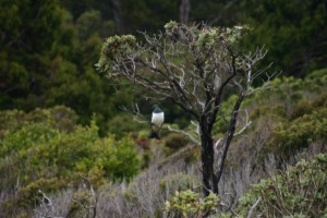 NZ-Pigeon