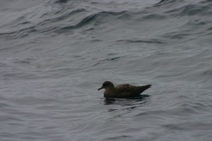 SootyShearwater