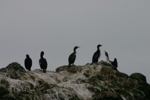 StewartIslandShag