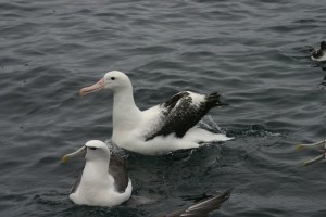 White-cappedRoyalAlbatross